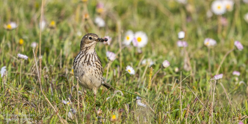 Pipit farlouse (Anthus pratensis - Meadow Pipit)