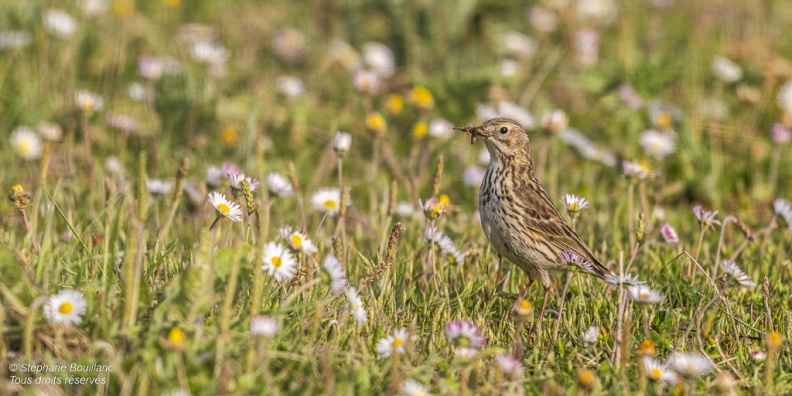 Pipit farlouse (Anthus pratensis - Meadow Pipit)