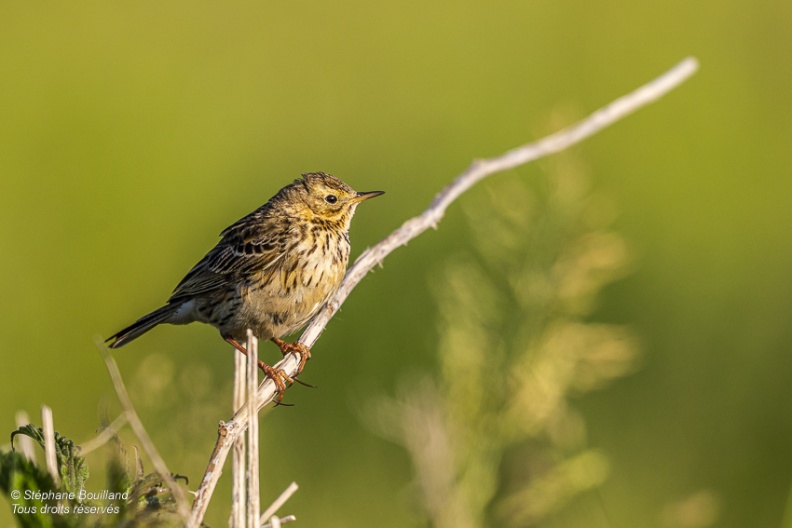 Pipit farlouse (Anthus pratensis - Meadow Pipit) 