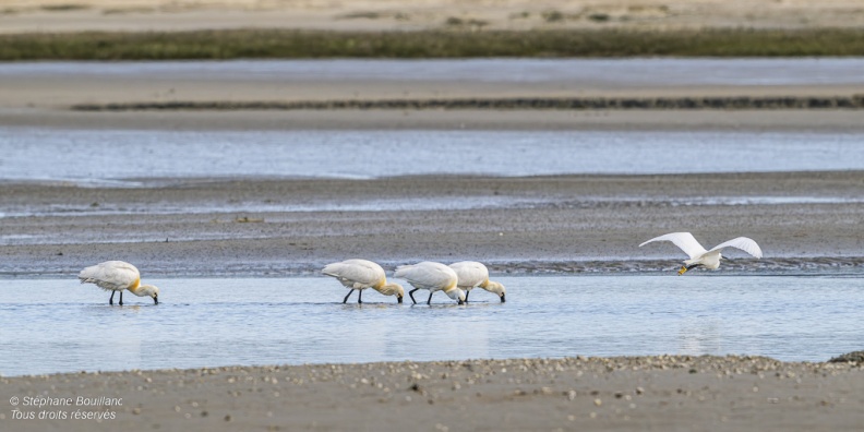 Spatule blanche (Platalea leucorodia - Eurasian Spoonbill)