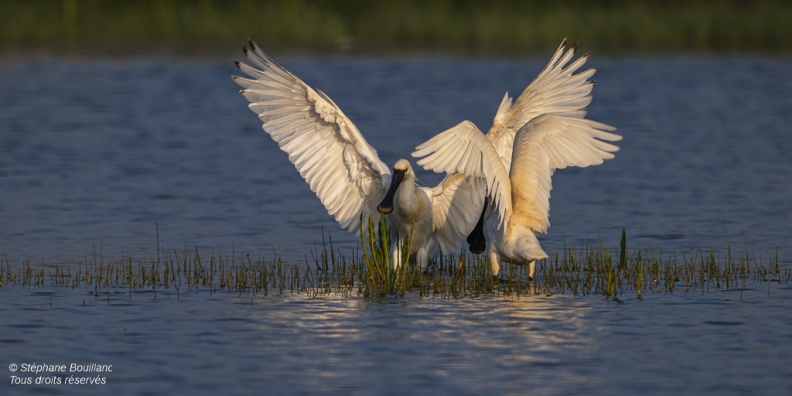 Spatule blanche (Platalea leucorodia - Eurasian Spoonbill)