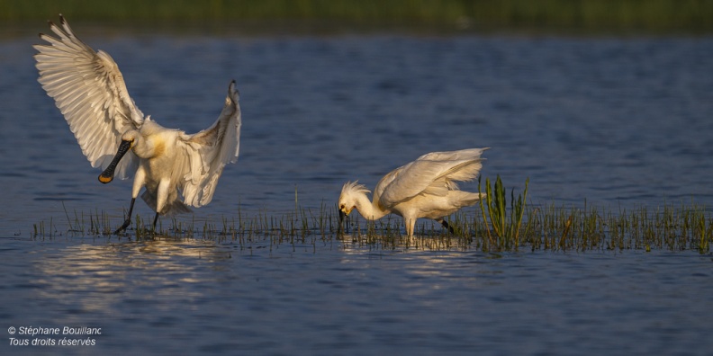 Spatule blanche (Platalea leucorodia - Eurasian Spoonbill)