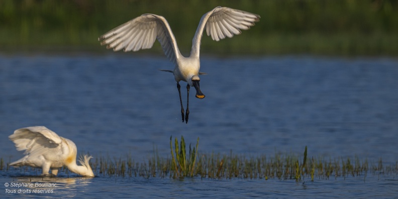 Spatule blanche (Platalea leucorodia - Eurasian Spoonbill)