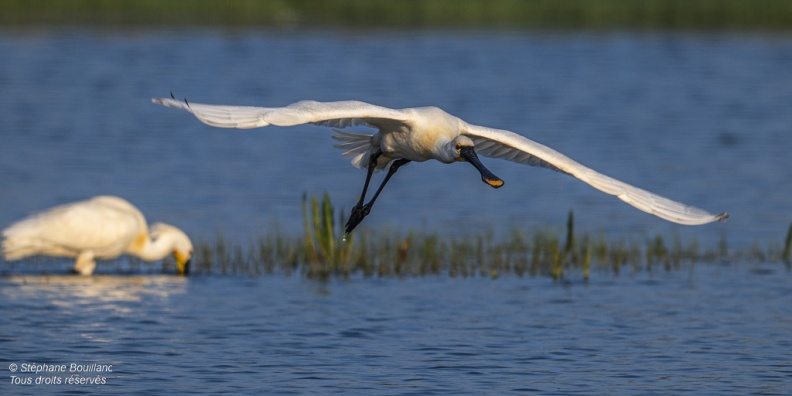 Spatule blanche (Platalea leucorodia - Eurasian Spoonbill)