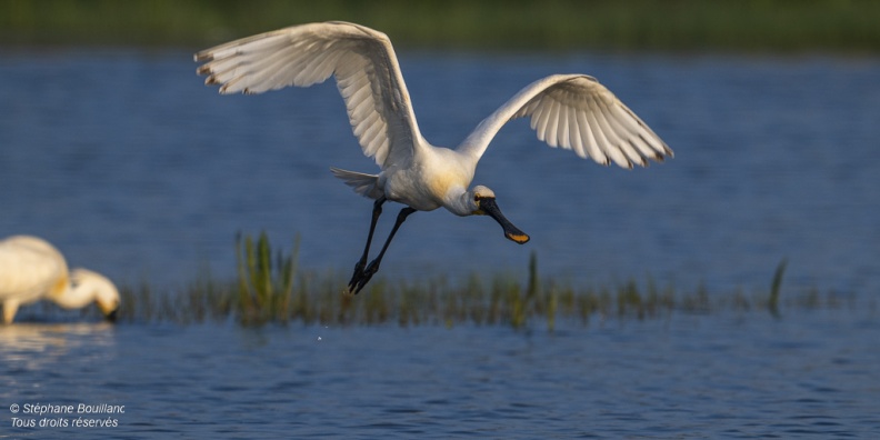 Spatule blanche (Platalea leucorodia - Eurasian Spoonbill)