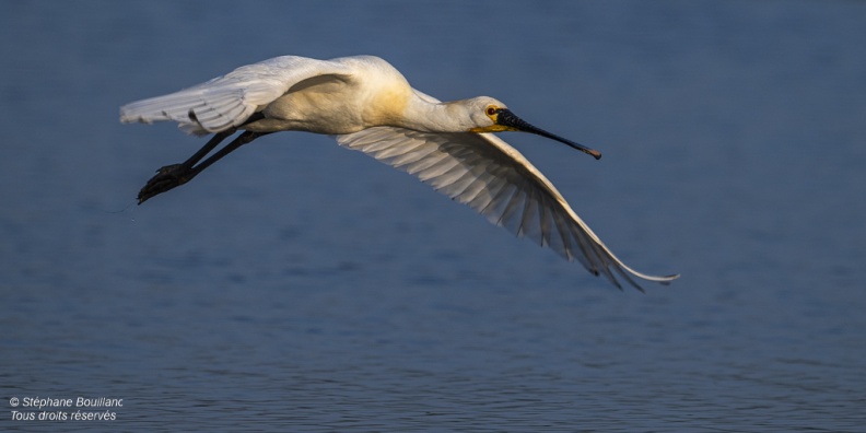 Spatule blanche (Platalea leucorodia - Eurasian Spoonbill)