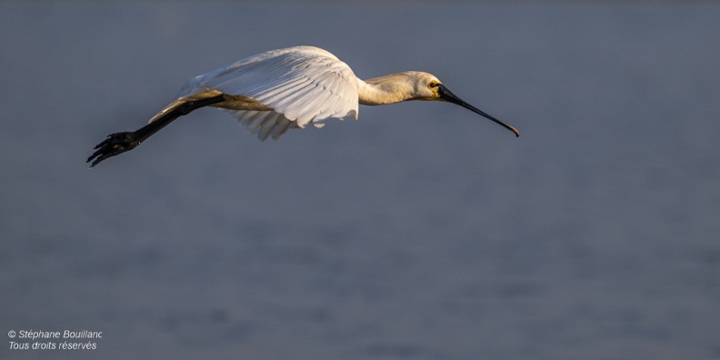 Spatule blanche (Platalea leucorodia - Eurasian Spoonbill)