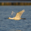 Spatule blanche - Platalea leucorodia - Eurasian Spoonbill