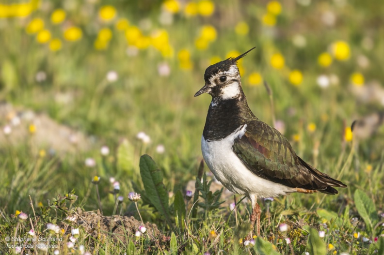 Vanneau huppé (Vanellus vanellus - Northern Lapwing)