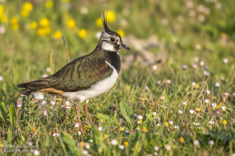 Vanneau huppé (Vanellus vanellus - Northern Lapwing)