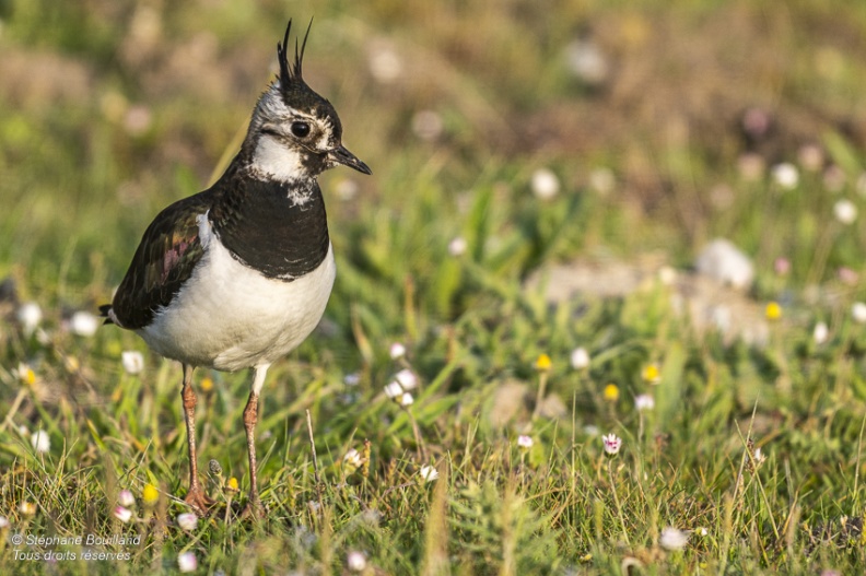 Vanneau huppé (Vanellus vanellus - Northern Lapwing)