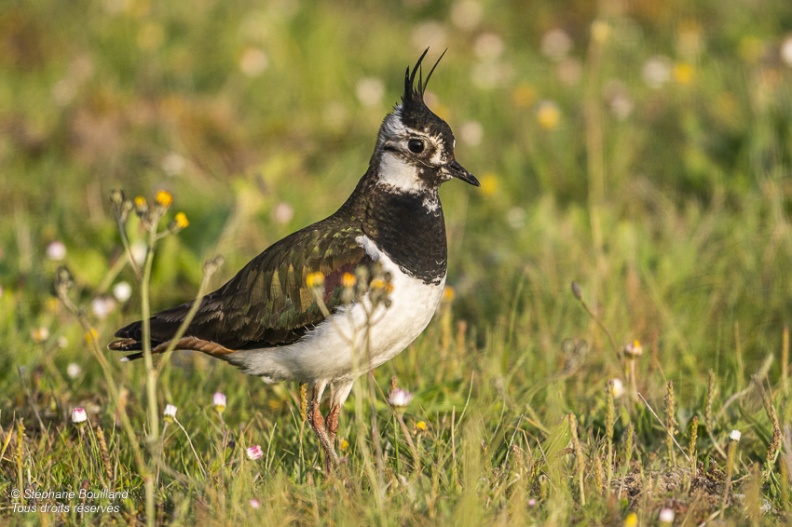 Vanneau huppé (Vanellus vanellus - Northern Lapwing)