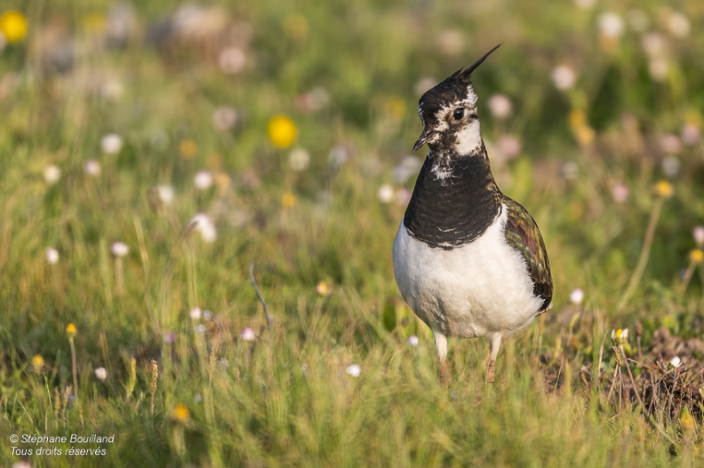 Vanneau huppé (Vanellus vanellus - Northern Lapwing)