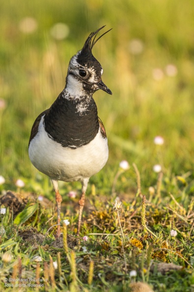 Vanneau huppé (Vanellus vanellus - Northern Lapwing)