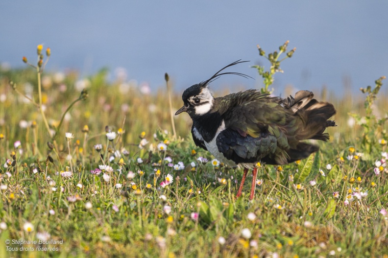 Vanneau huppé (Vanellus vanellus - Northern Lapwing)