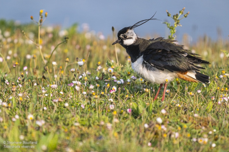 Vanneau huppé (Vanellus vanellus - Northern Lapwing)