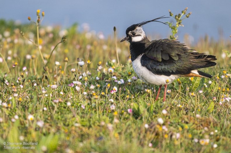 Vanneau huppé (Vanellus vanellus - Northern Lapwing)