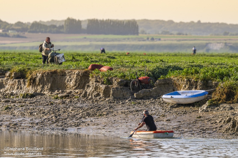 Retour des pêcheurs à pied avec leur récolte de Salicorne