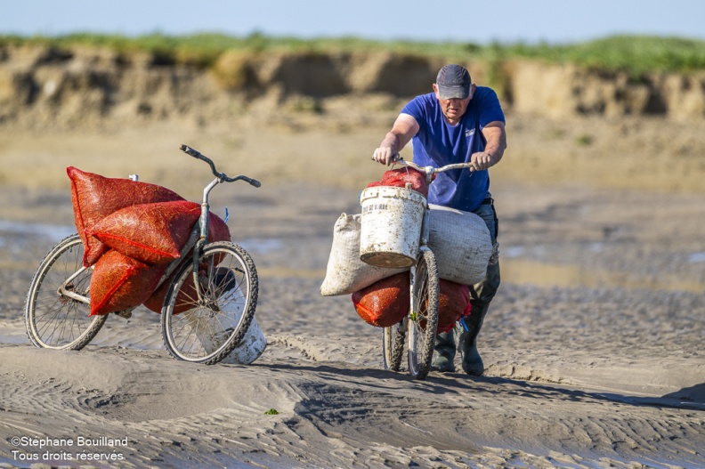 Retour des pêcheurs à pied avec leur récolte de Salicorne