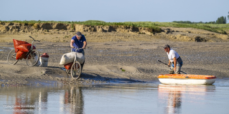 Retour des pêcheurs à pied avec leur récolte de Salicorne