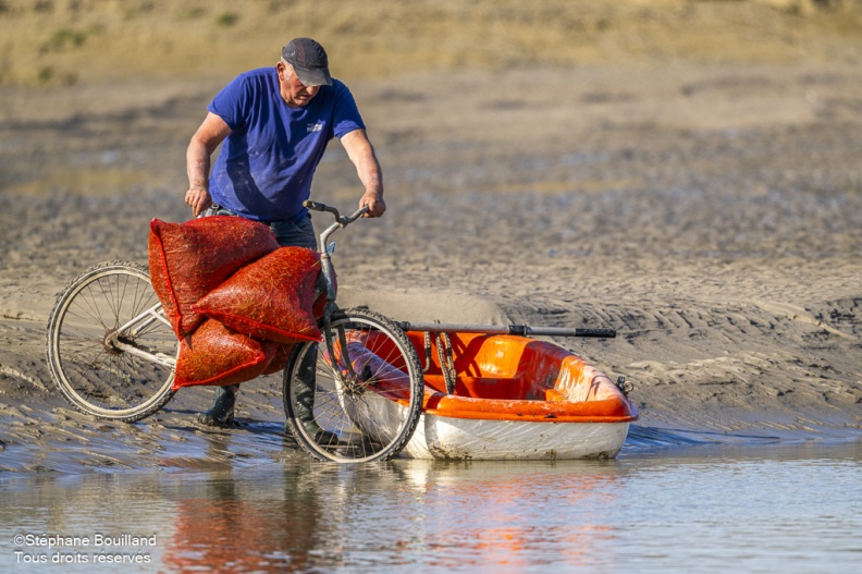 Retour des pêcheurs à pied avec leur récolte de Salicorne