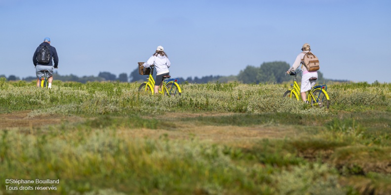 Promenade à vélo dans les mollières de la Baie de Somme