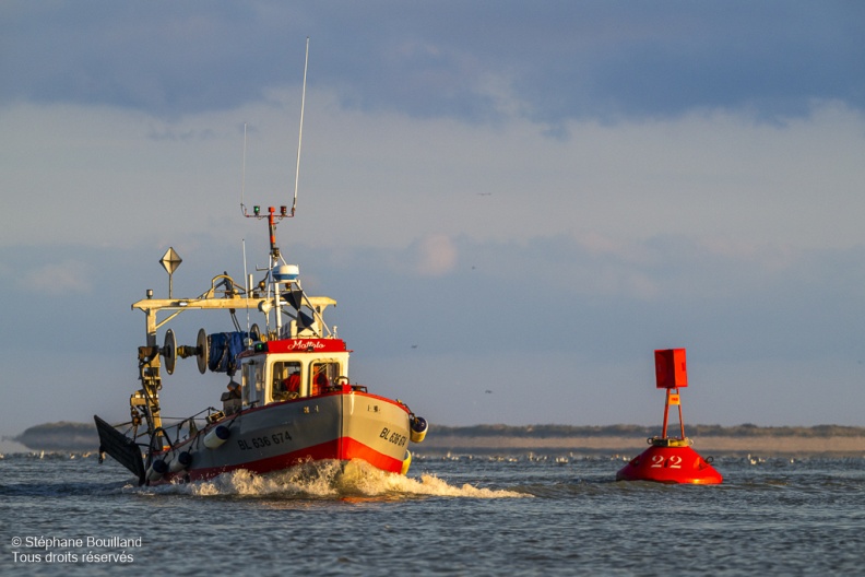 Le retour des pêcheurs de crevettes grises