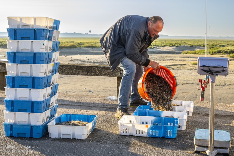 Le retour des pêcheurs de crevettes grises