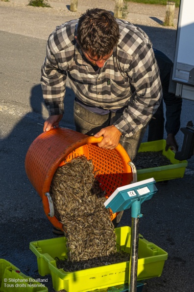 Le retour des pêcheurs de crevettes grises