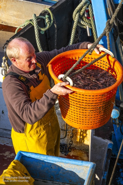 Le retour des pêcheurs de crevettes grises