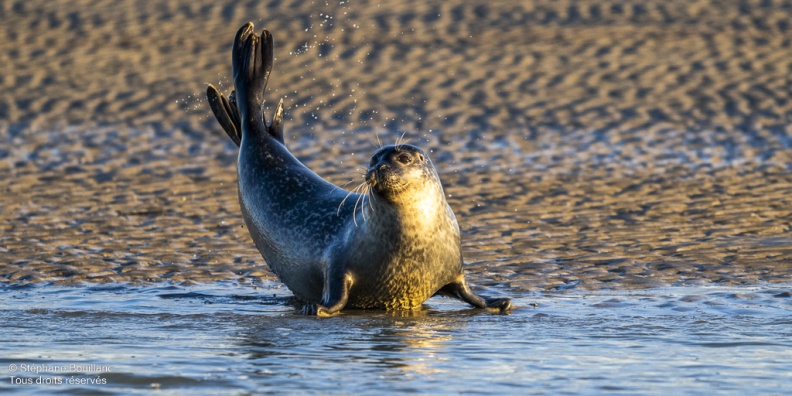 phoque veau-marin, ou phoque commun (Phoca vitulina)