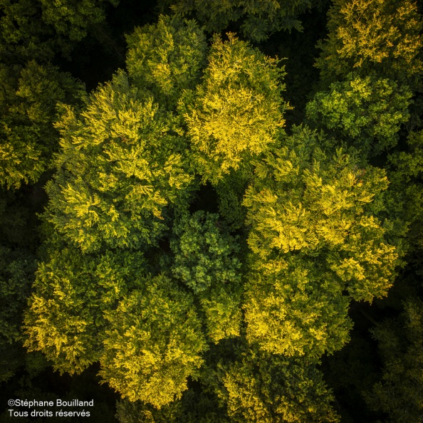 Arrivée de l'automne en forêt de Crécy