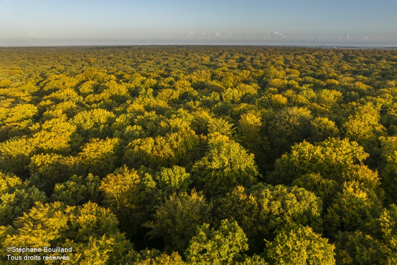 Arrivée de l'automne en forêt de Crécy