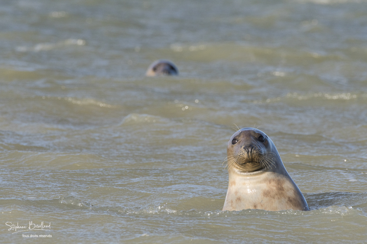 Observation de phoques gris en baie de Somme