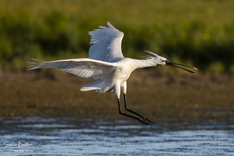 Spatule blanche (Platalea leucorodia - Eurasian Spoonbill)