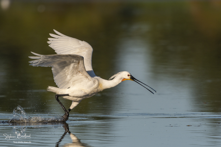 Spatule blanche (Platalea leucorodia - Eurasian Spoonbill)