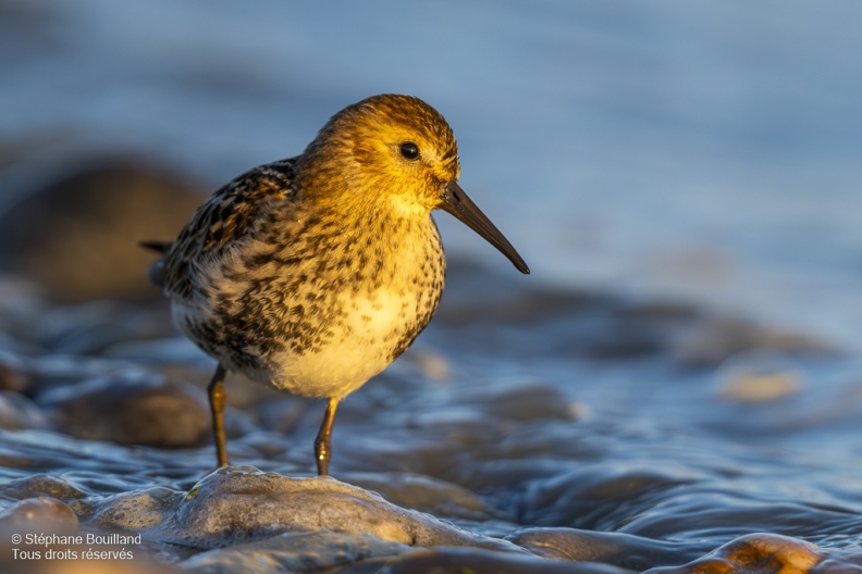 Bécasseau variable (Calidris alpina)