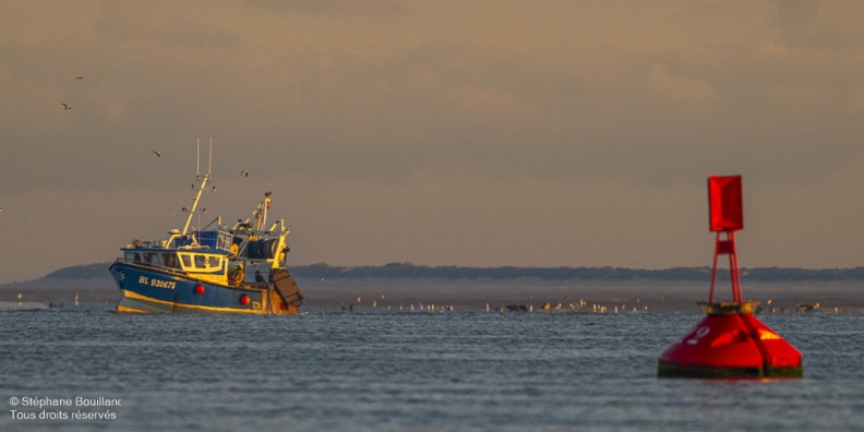 Le retour des pêcheurs de crevettes grises