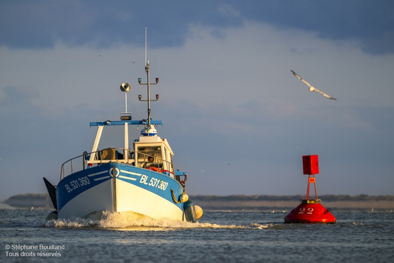 Le retour des pêcheurs de crevettes grises