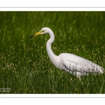 Grande Aigrette (Ardea alba, Great Egret)