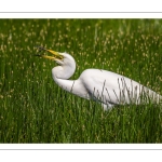 Grande Aigrette (Ardea alba, Great Egret)