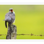 Coucou gris (Cuculus canorus, Common Cuckoo)