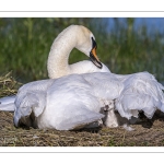 Cygne tuberculé (Cygnus olor, Mute Swan) - éclosion des oeufs