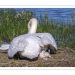 Cygne tuberculé (Cygnus olor, Mute Swan) - éclosion des oeufs
