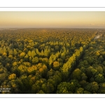 Arrivée de l'automne en forêt de Crécy