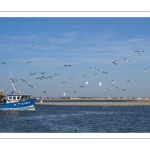 Retour des pêcheurs au port du Hourdel