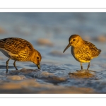 Bécasseau variable (Calidris alpina)