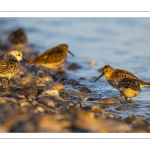 Bécasseau variable (Calidris alpina)