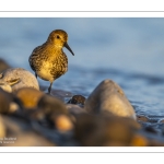 Bécasseau variable (Calidris alpina)