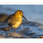 Bécasseau variable (Calidris alpina)